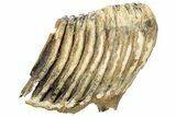 Partial Woolly Mammoth Molar - North Sea Deposits #207265-4